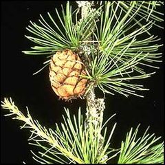 Larix decidua
Alerce europeo