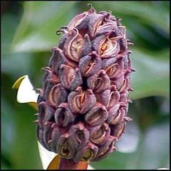 Magnolia grandiflora
Magnolio