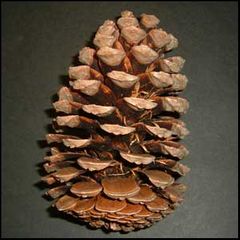 Pinus pinaster
Pino resinero