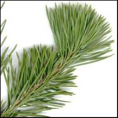 Pinus sylvestris
Pino silvestre / Pino de Valsain