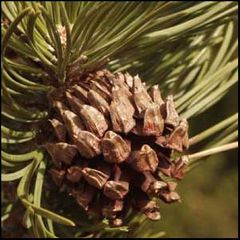 Pinus uncinata
Pino *****