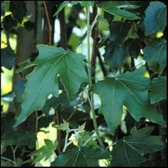 Populus alba
Álamo blanco