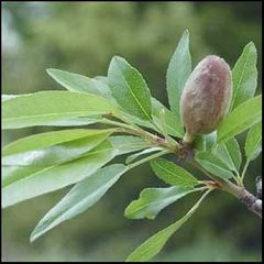 Prunus dulcis
Almendro