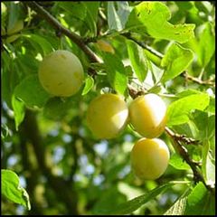 Prunus insititia
Ciruelo silvestre