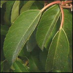 Prunus lusitanica
Laurel portugués