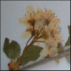Prunus mahaleb
Cerezo de Santa Lucía