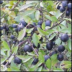 Prunus spinosa
Endrino
