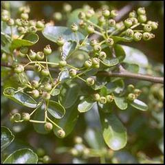 Pyracantha coccinea
Espino de fuego