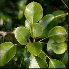 Pyrus pyraster
Peral silvestre