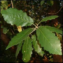 Quercus canariensis
Quejigo andaluz