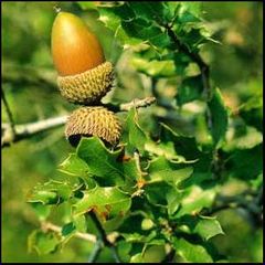 Quercus coccifera
Coscoja