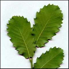 Quercus faginea
Quejigo / Roble carrasqueño