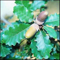 Quercus humilis
Roble pubescente