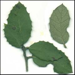 Quercus ilex ballota
Encina carrasca