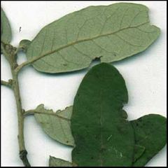 Quercus iliex ilex
Encina