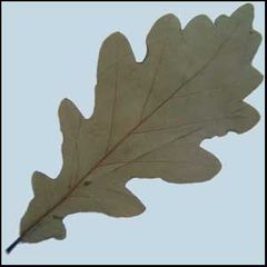 Quercus petraea
Roble albar / Roble de invierno