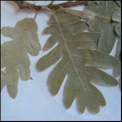 Quercus pyneraica
Melojo