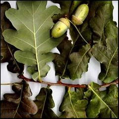 Quercus robur
Roble carballo