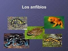 ANFIBIOS