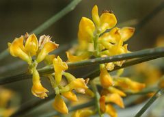 Retama sphaerocarpa
Retama común / Retama amarilla