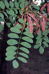 Robinia pseudoacacia
Falsa acacia