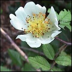 Rosa arvensis
Rosal silvestre / Escaramujo