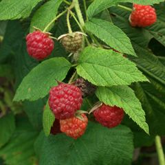 Rubus idaeus
Frambueso