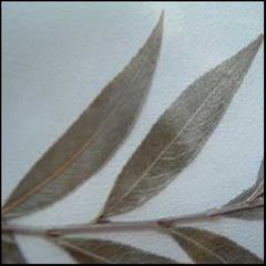 Salix alba
Sauce blanco