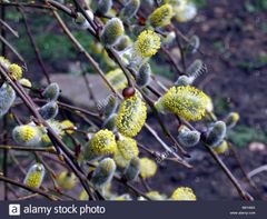 Salix caprea
Sauce cabruno