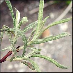 Salix eleagnos
Sarga / Sauce gris