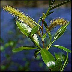 Salix fragilis
Mimbrera