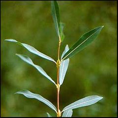 Salix purpurea
Mimbrera púrpura / Sarga colorada