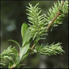 Salix salviifolia
Bardaguera blanca