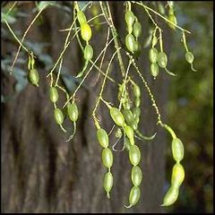 Sophora japonica
Árbol de las pagodas / Sófora