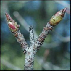 Sorbus domestica
Serbal común