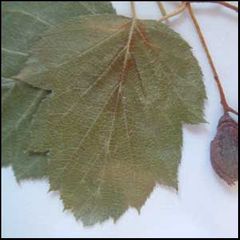 Sorbus torminalis
Serval silvestre