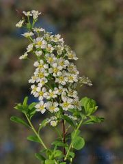 Spiraea hypericifolia
Durillo *****