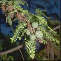 Taxodium distichum
Ciprés de los pantanos