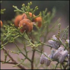 Tetraclinis articulata
Ciprés de Cartagena / Alerce africano