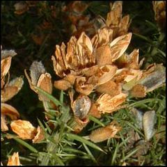 Ulex sp (U. europaeus / U. cantabricus)
Tojo