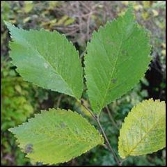 Ulmus laevis
Olmo temblón / Olmo blanco