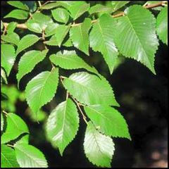 Ulmus minor
Olmo común / Negrillo