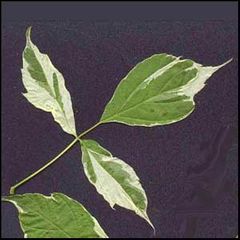 Acer negundo
Arce negundo / Arce de hojas de fresno