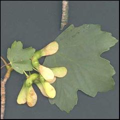 Acer opalus granatense
Arce de Granada