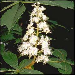 Aesculus hippocastanum
Castaño de indias