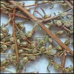 Artemisia campestris
Tomillo / Artemisa