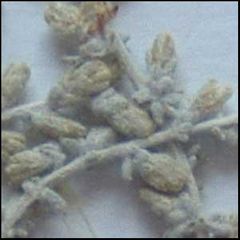 Artemisia herba-alba
Incienso de Canarias