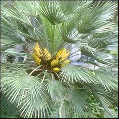 Chamaerops humilis
Palmito