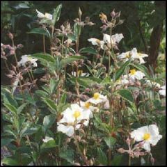 Cistus laurifolius
Jara estepa