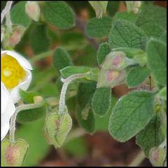 Cistus salvifolius
Jaguarzo morisco / Jara negra